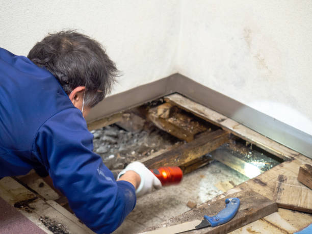 Best Home Mold Removal  in Manawa, WI