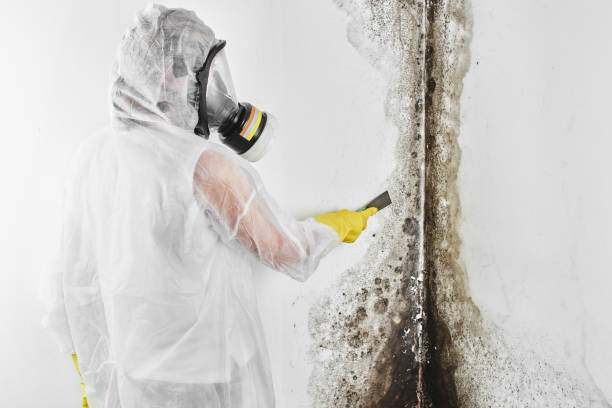 Best Mold Remediation  in Manawa, WI