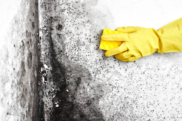Best Commercial Mold Removal  in Manawa, WI