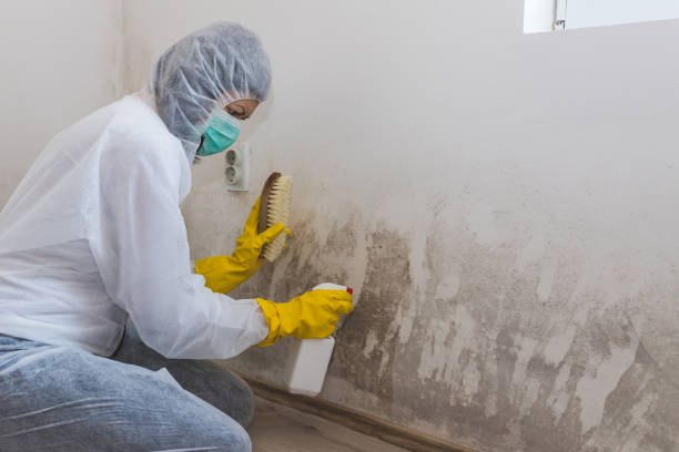 Best Commercial Mold Removal  in Manawa, WI