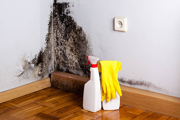 Best Certified Mold Removal  in Manawa, WI