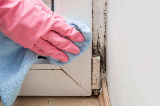 Best Affordable Mold Removal  in Manawa, WI